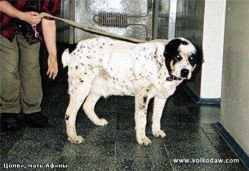 Tsolvi Terminal | Central Asian Shepherd Dog 