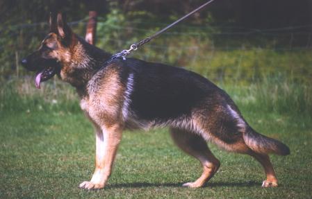 Marit vom Emstor | German Shepherd Dog 