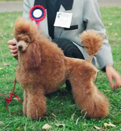 Ti Na Ti Schok | Poodle 