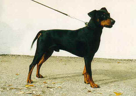 Duffyco's CYRILL | German Pinscher 