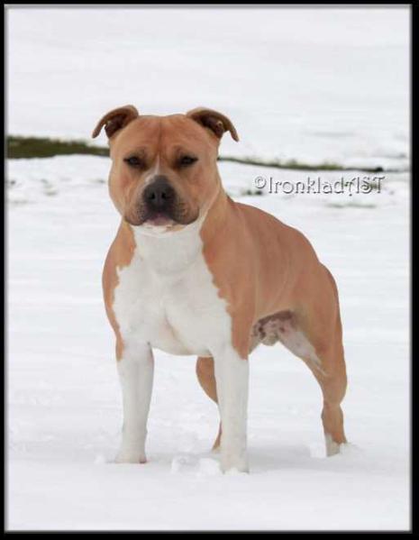 Ironklad Bark At the Moon | American Staffordshire Terrier 