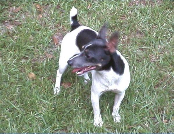 CCK’s Smokey Joe | Rat Terrier 