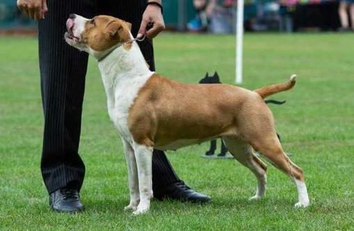 Ginger From The House Of Ancients | American Staffordshire Terrier 