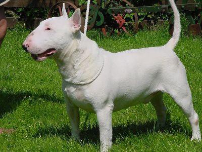 Stormbringer's Lover Boy vom Kaiserstuhl | Bull Terrier 
