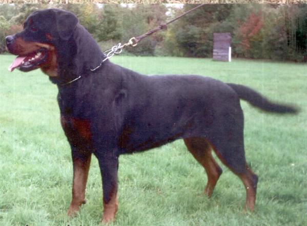 Cindy Vom Bruchgraben | Rottweiler 