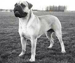 Saturn of graecia | Bullmastiff 