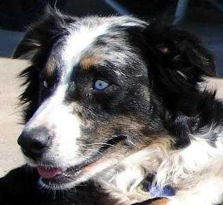 HCC's Razzmatazz Tequila Skye | Australian Shepherd 