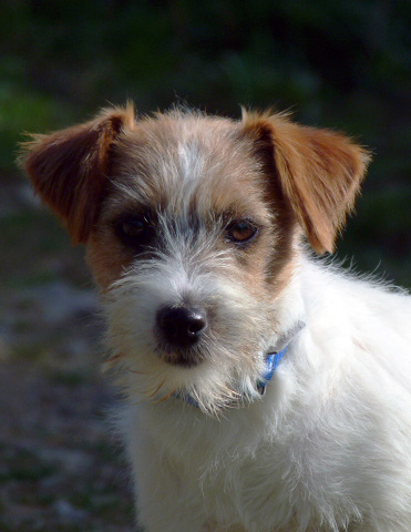 Gang Staff Janis Joplin | Jack Russell Terrier 