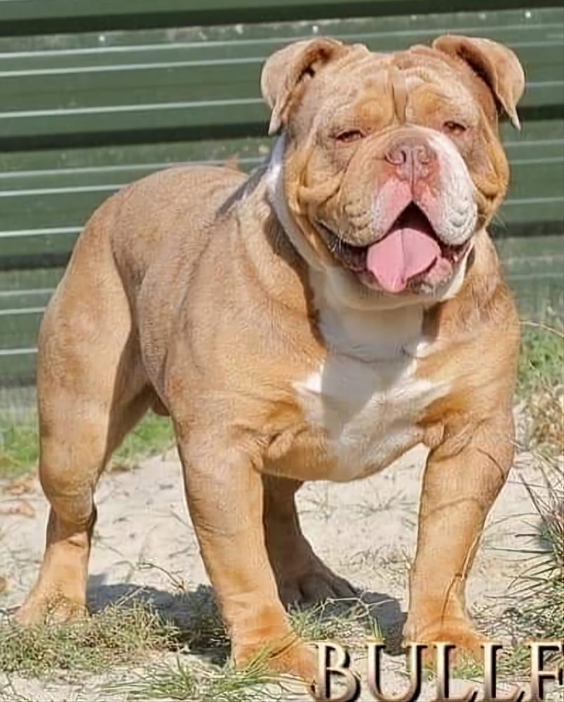 Hohenstein Poseidon | Olde English Bulldogge 