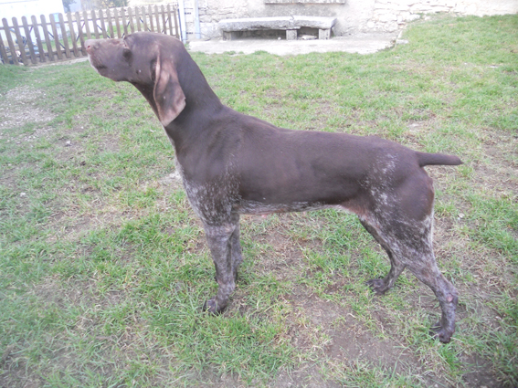 Elia de la Diane du Drouvenant | German Shorthaired Pointer 