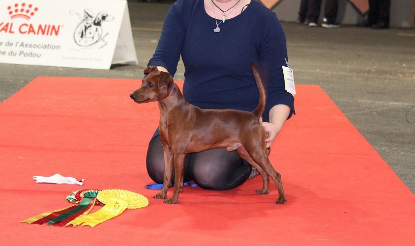 Alan Claudia Gaudini Greenvalley | Miniature Pinscher 