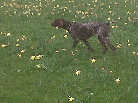 Géline du Clos des Morandes | German Shorthaired Pointer 