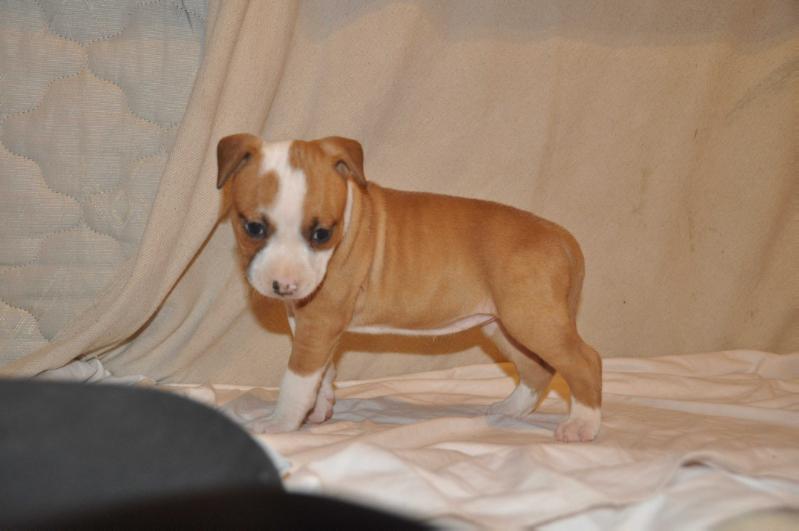mystic natural dole of kaya | American Staffordshire Terrier 