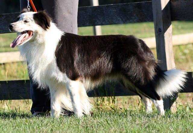 Visions Redesigned at Ammardan | Border Collie 