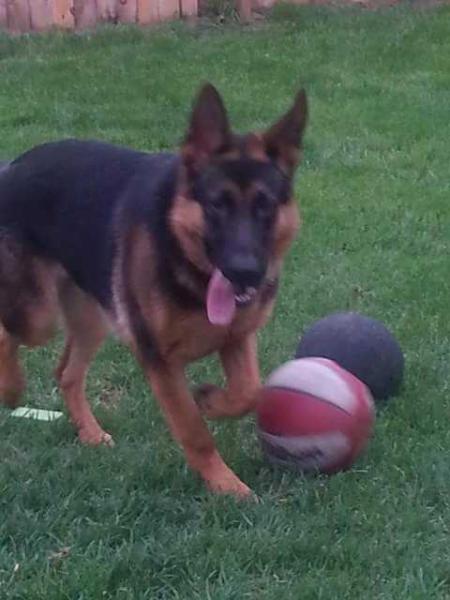 Isaac Von Good Boy | German Shepherd Dog 