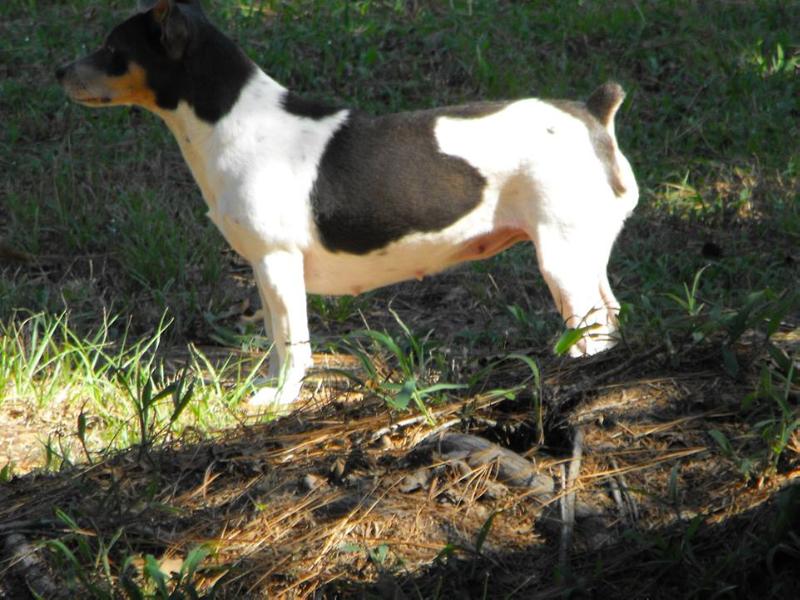 Aspen's Bella Blue of C.C.K. | Teddy Roosevelt Terrier 