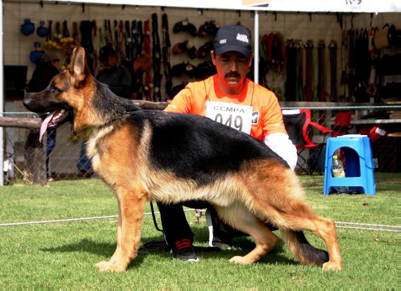 Aiko von Haus O'Farrell | German Shepherd Dog 