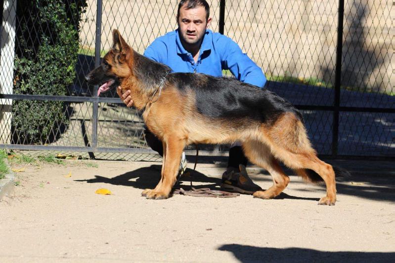 Ballack Wolfhouse Jovanely | German Shepherd Dog 