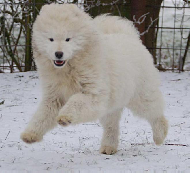 A Snow Tale Nordicspirit Team | Samoyed 