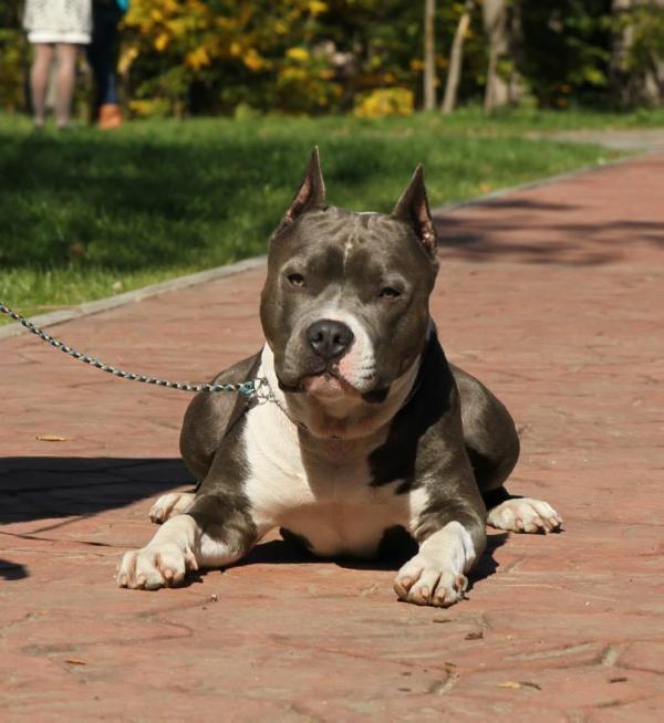 Fuerteventura Lacoin From Viktoriya City | American Staffordshire Terrier 