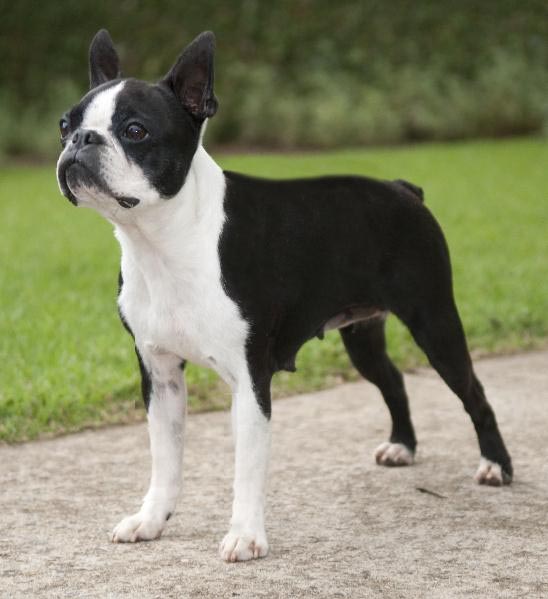 Fafa de Belém do Abrigo do Avô | Boston Terrier 