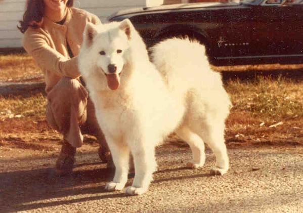 Vellee's Silver Lining of Life | Samoyed 