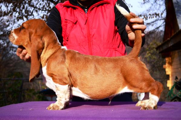 QUANTAS-NAPOCA KARON | Basset Hound 