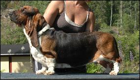 Franbar's juicybubble | Basset Hound 