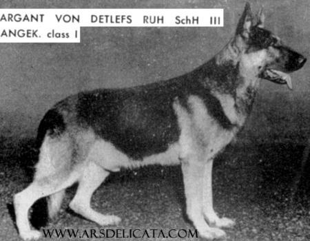 Argant von Detlefs Ruh | German Shepherd Dog 