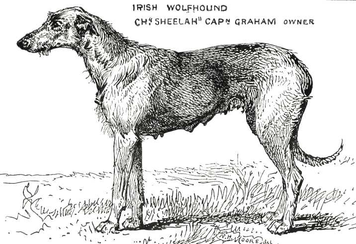 Sheelah [Cap n Graham's] | Irish Wolfhound 