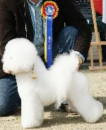 Holly De Larus | Bichon Frise 