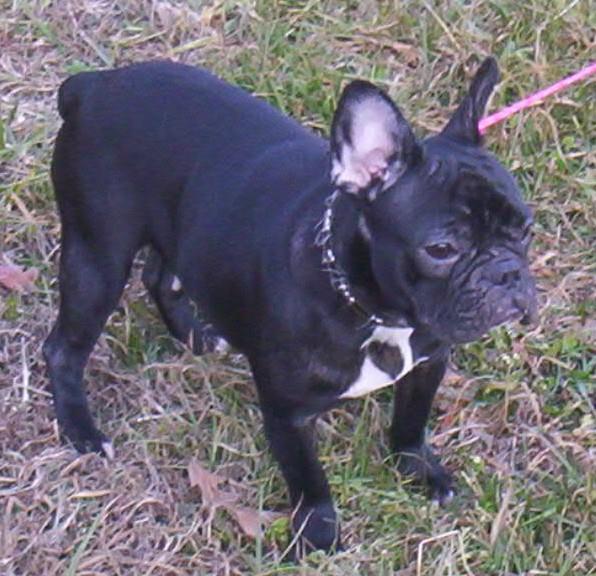 Fay's Pebbles | French Bulldog 