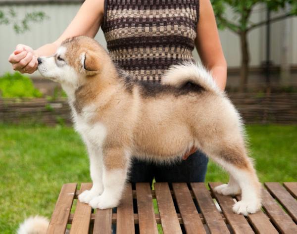 Bairak Azskas Altair | Alaskan Malamute 