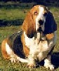 Anaise melodie | Basset Hound 