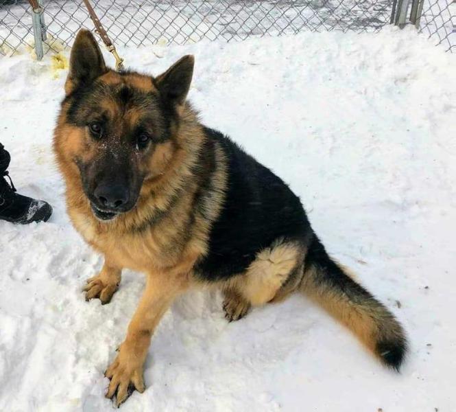 Trooper vom Grandvent | German Shepherd Dog 