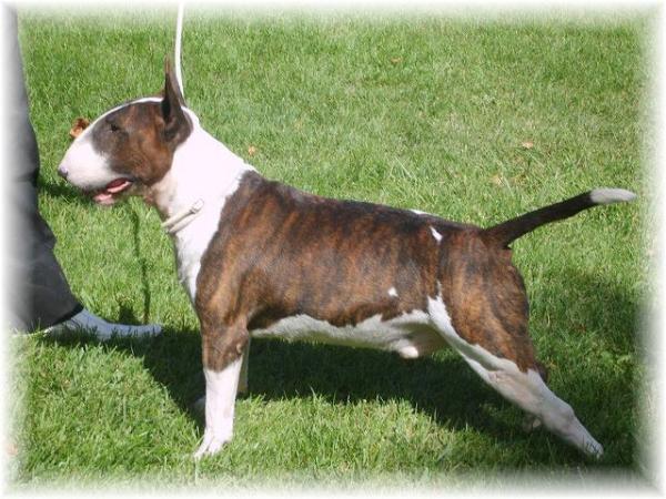 Dancing mistery oakfire | Bull Terrier 