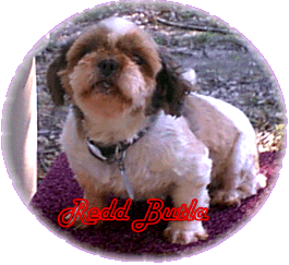 Glory Ridge Redd Butla | Shih Tzu 