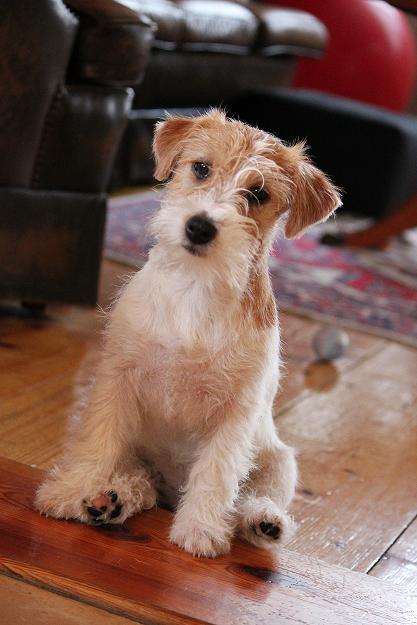 Cause De Ellie Bohemian Touch | Jack Russell Terrier 