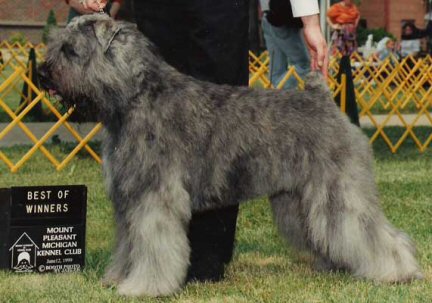 Victors University of Mich | Bouvier des Flandres 