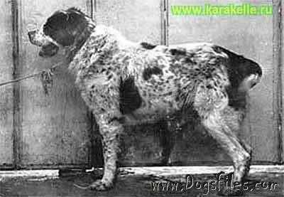 Gara Black Ekimen | Central Asian Shepherd Dog 