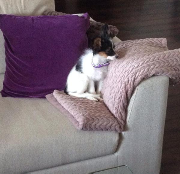 Redbrant's Chula | Papillon 