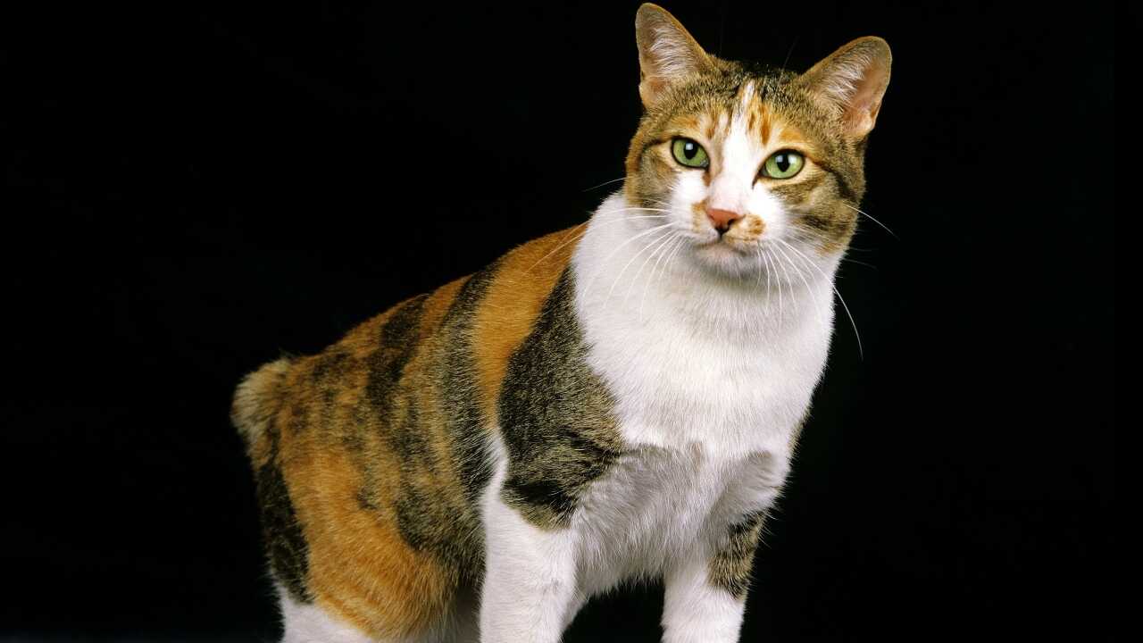 Korean Bobtail