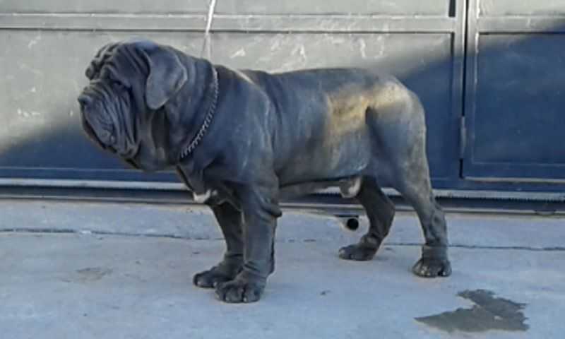 AMOS DI FONDO ANFOSSI | Neapolitan Mastiff 