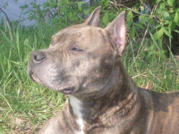 Dodzh N'u Bellans | American Staffordshire Terrier 