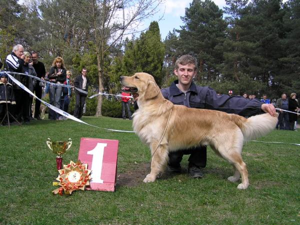 Vinzor Samiy Luchshiy Drug | Golden Retriever 