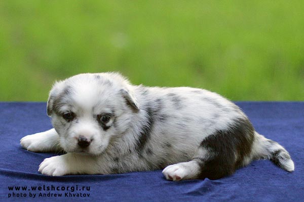 Aethwy Lady Marmalade | Cardigan Welsh Corgi 