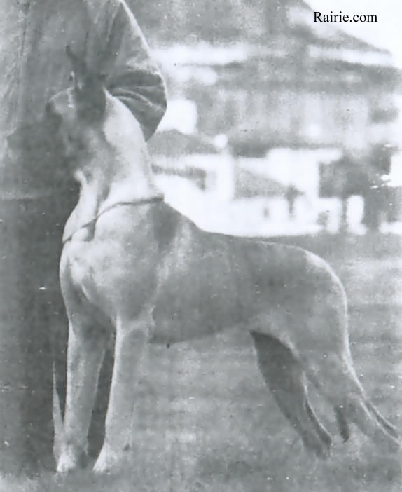 B B des Terres de la Rairie | Great Dane 