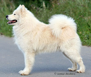 SNOW-WING PEGASUS Nord-Stern | Samoyed 