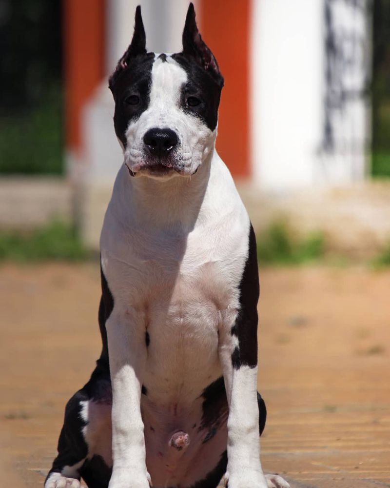Allison Ramses Becker | American Staffordshire Terrier 