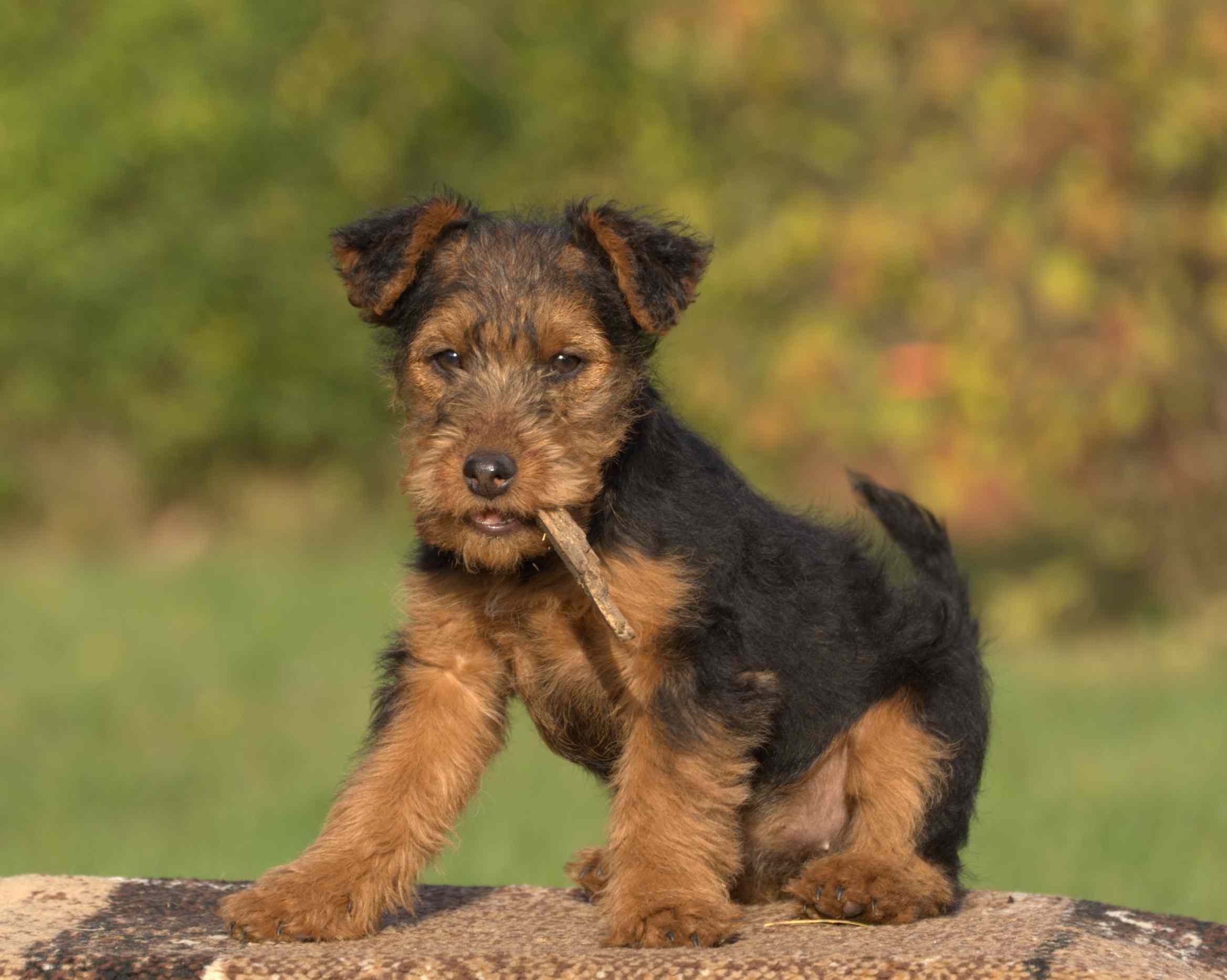 Welsh Terrier